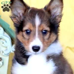 Derek, Sheltie Puppy
