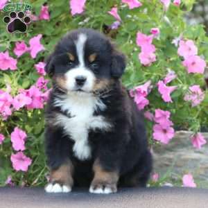 Derek, Bernese Mountain Dog Puppy