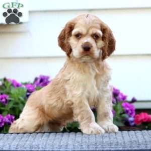 Derek, Cocker Spaniel Puppy