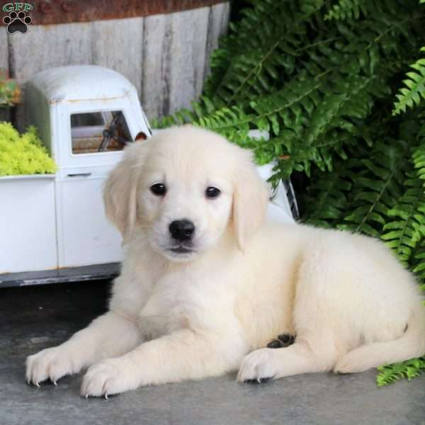 Destiny, Golden Retriever Puppy