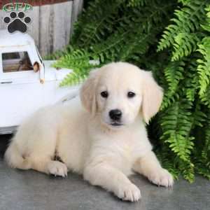 Destiny, Golden Retriever Puppy
