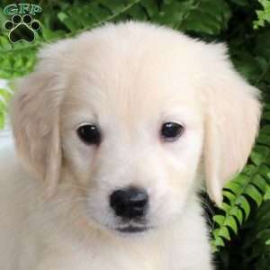 Destiny, Golden Retriever Puppy