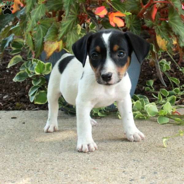 Dewie, Jack Russell Terrier Puppy