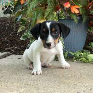 Dewie, Jack Russell Terrier Puppy
