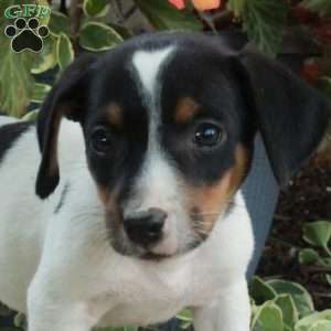Dewie, Jack Russell Terrier Puppy