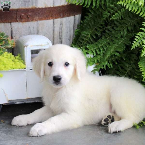 Dexter, Golden Retriever Puppy