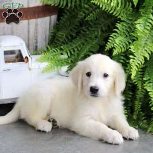 Dexter, Golden Retriever Puppy