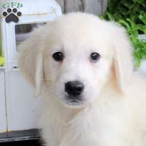 Dexter, Golden Retriever Puppy