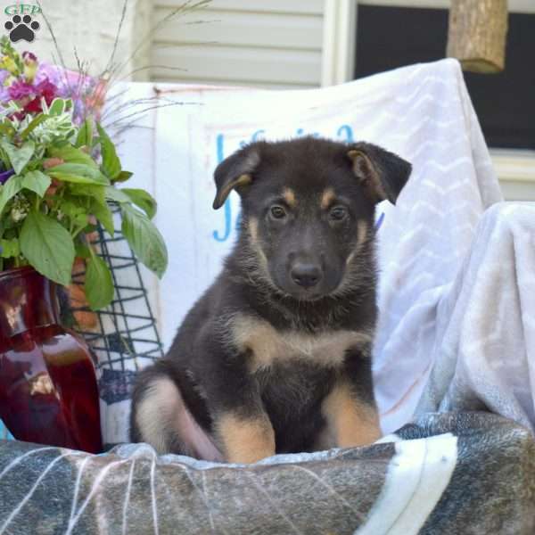 Diamond, German Shepherd Puppy