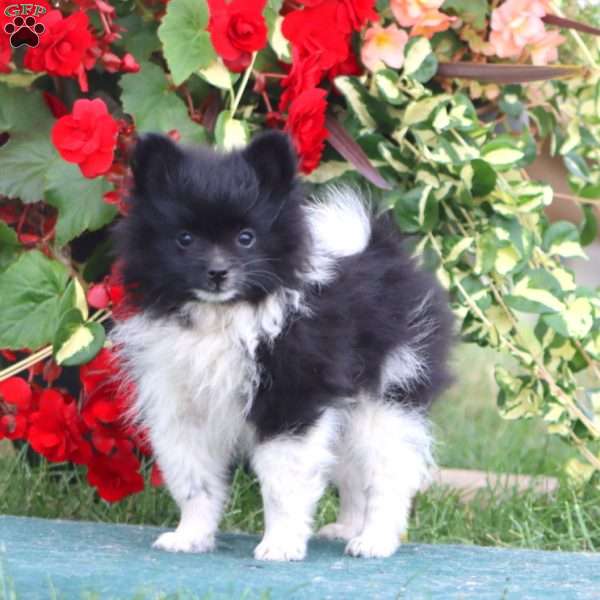 Diamond, Pomeranian Puppy