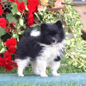 Diamond, Pomeranian Puppy