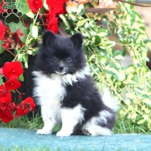 Diamond, Pomeranian Puppy