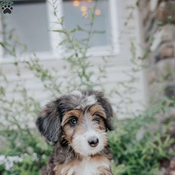 Diana, Mini Bernedoodle Puppy