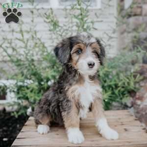 Diana, Mini Bernedoodle Puppy