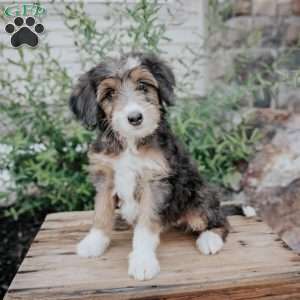 Diana, Mini Bernedoodle Puppy