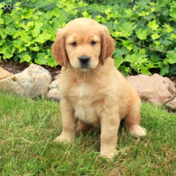 Diego, Golden Retriever Puppy
