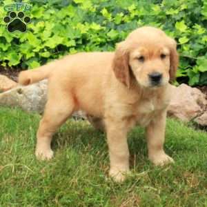 Diego, Golden Retriever Puppy