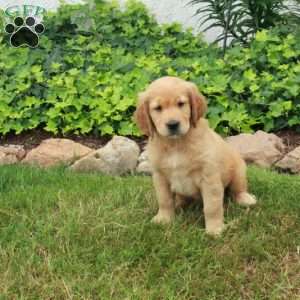 Diego, Golden Retriever Puppy