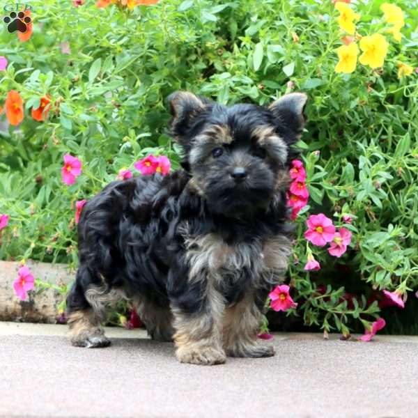 Dillon, Yorkie Puppy