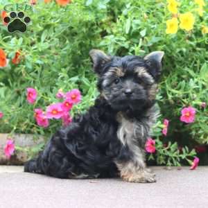 Dillon, Yorkie Puppy