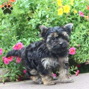 Dillon, Yorkie Puppy