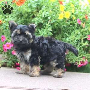 Dillon, Yorkie Puppy