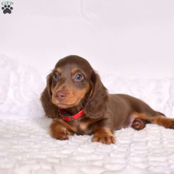 Dipper, Dachshund Puppy