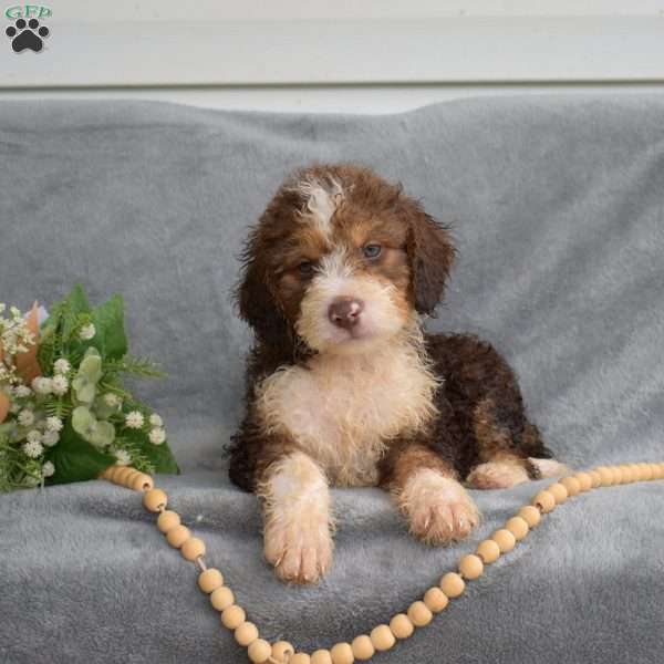 Dipper, Mini Bernedoodle Puppy