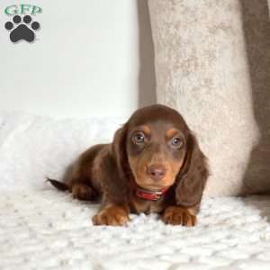 Dipper, Dachshund Puppy