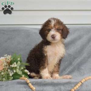 Dipper, Mini Bernedoodle Puppy