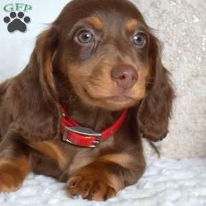 Dipper, Dachshund Puppy