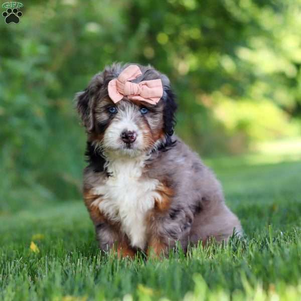 Dixie, Mini Bernedoodle Puppy