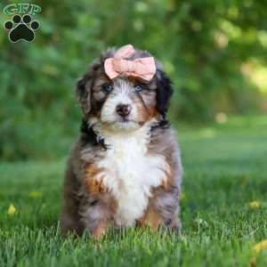 Dixie, Mini Bernedoodle Puppy