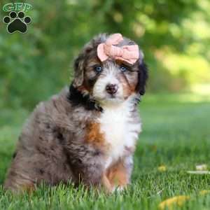 Dixie, Mini Bernedoodle Puppy