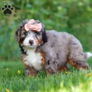Dixie, Mini Bernedoodle Puppy