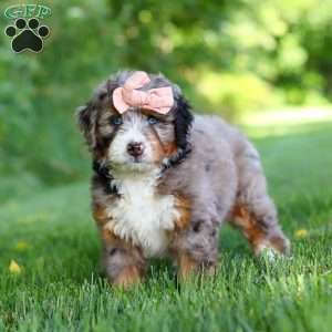 Dixie, Mini Bernedoodle Puppy