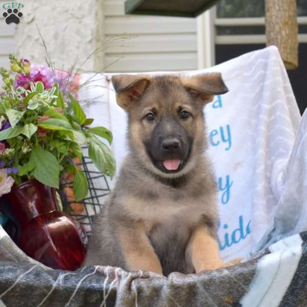 Dixie, German Shepherd Puppy