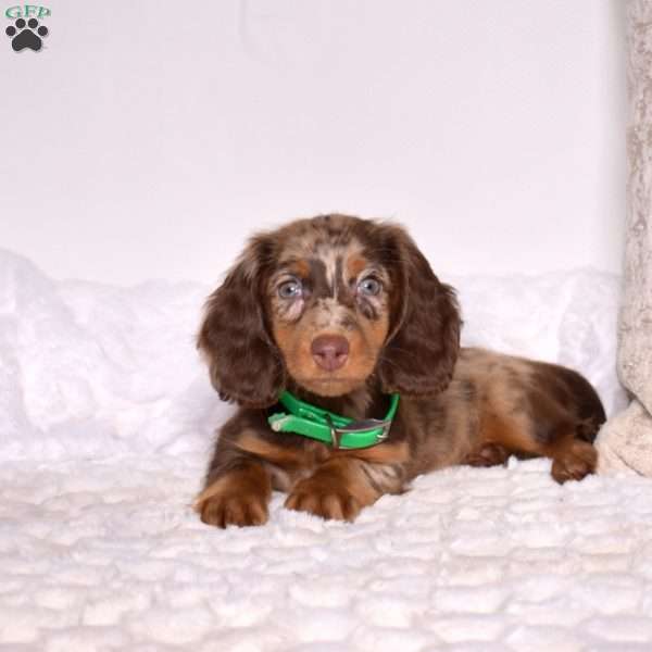 Dixie, Dachshund Puppy