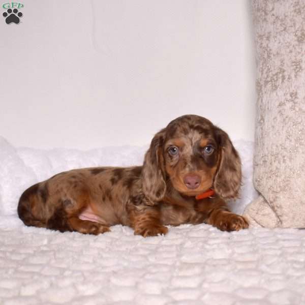 Dixon, Dachshund Puppy