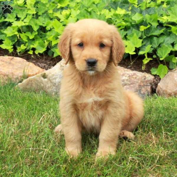 Dodi, Golden Retriever Puppy