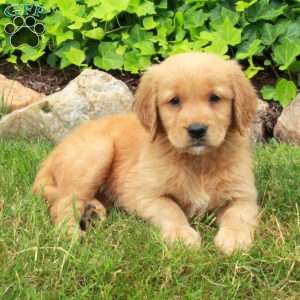 Dodi, Golden Retriever Puppy
