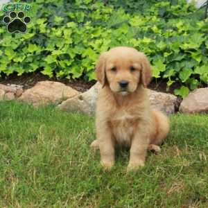 Dodi, Golden Retriever Puppy