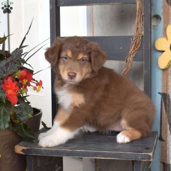 Dolce, Australian Shepherd Puppy
