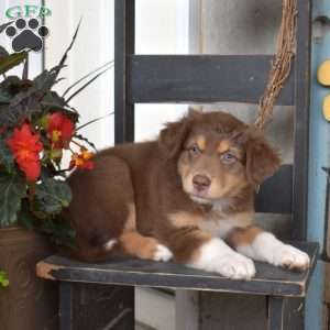 Dolce, Australian Shepherd Puppy