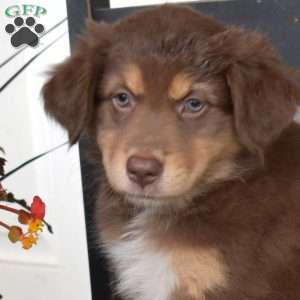Dolce, Australian Shepherd Puppy