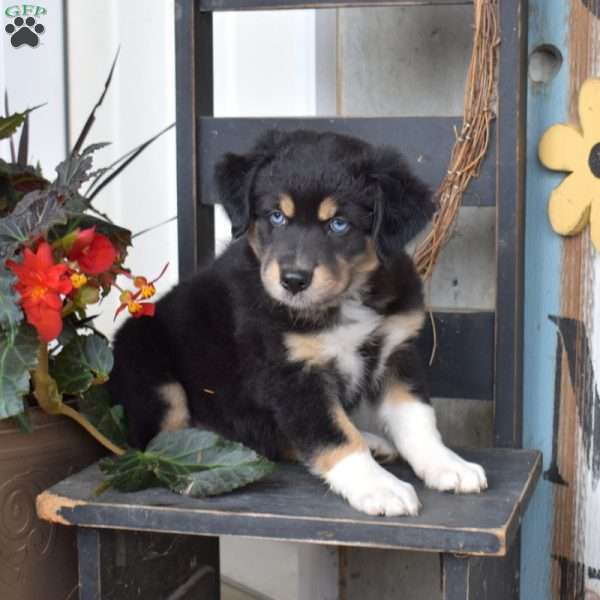 Dolly, Australian Shepherd Puppy
