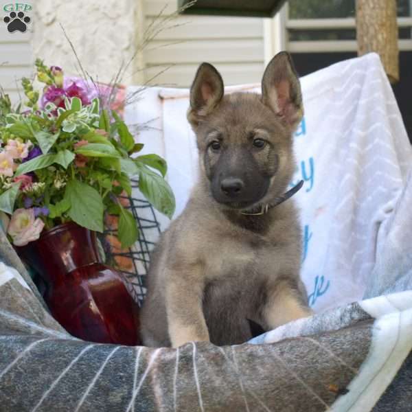 Dolly, German Shepherd Puppy