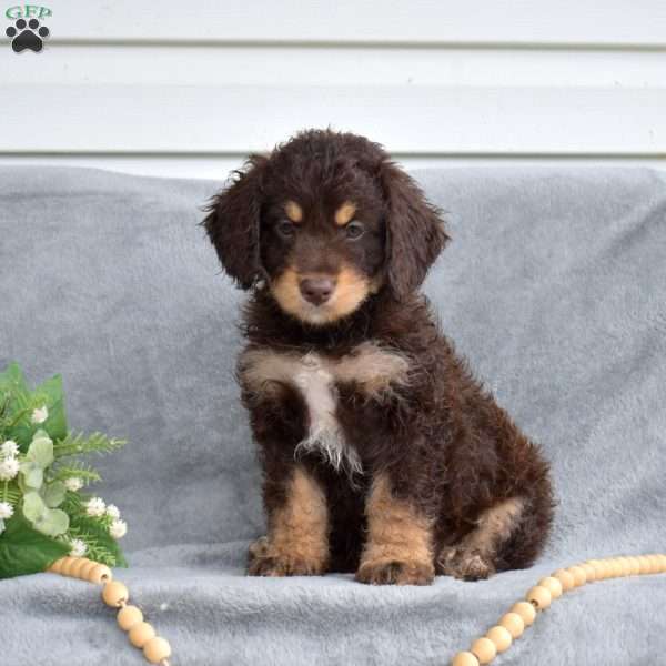 Dolly, Mini Bernedoodle Puppy