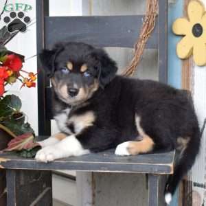 Dolly, Australian Shepherd Puppy