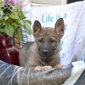 Dolly, German Shepherd Puppy